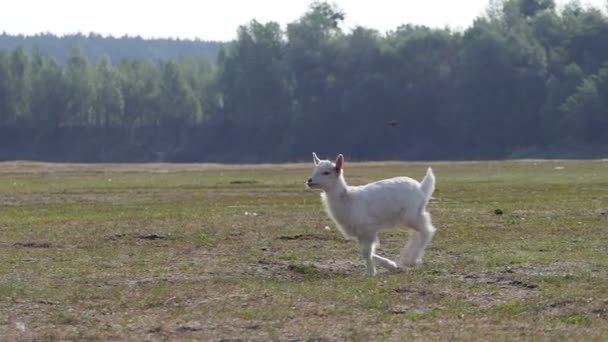 Szczęśliwy goatling skacze i uruchamia się dogonić jego matki w slo-mo — Wideo stockowe