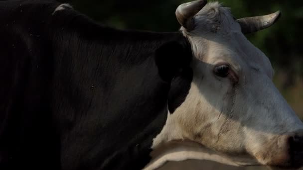 W pysk krowy z duże rogi wystaje język w slo-mo — Wideo stockowe