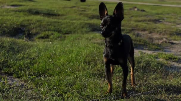 Pequeño perro thouroughbread mira hacia adelante en una orilla del lago en slo-mo — Vídeo de stock