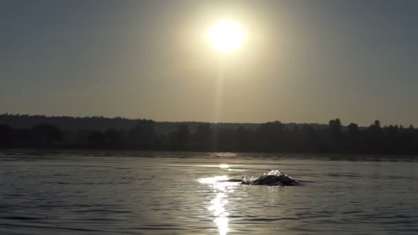 Un homme heureux saute d'un lac forestier au coucher du soleil — Video