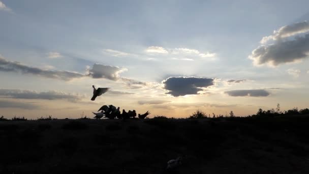 Jonge man draait en rijdt weg duiven op een gazon bij zonsondergang in slo-mo — Stockvideo