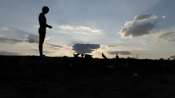 Junger Mann steht bei Sonnenuntergang auf einer Liegewiese und füttert Tauben — Stockvideo