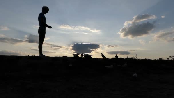 Joven se para y alimenta a las palomas en un césped al atardecer — Vídeos de Stock