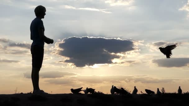 Happy man stands and feeds doves on a lawn at sunset in slo-mo — Stock Video