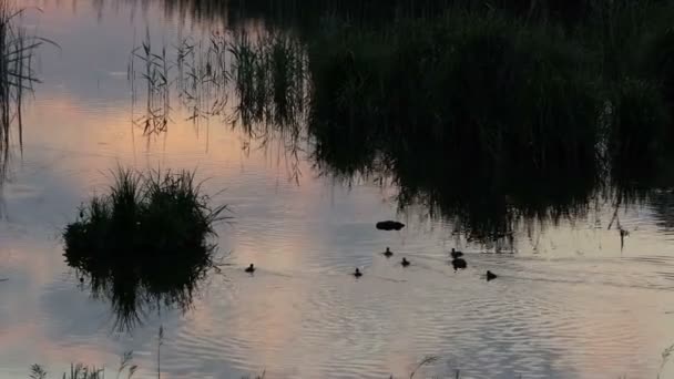 Mallard con patitos nadan en el lago al atardecer entre juncos — Vídeo de stock