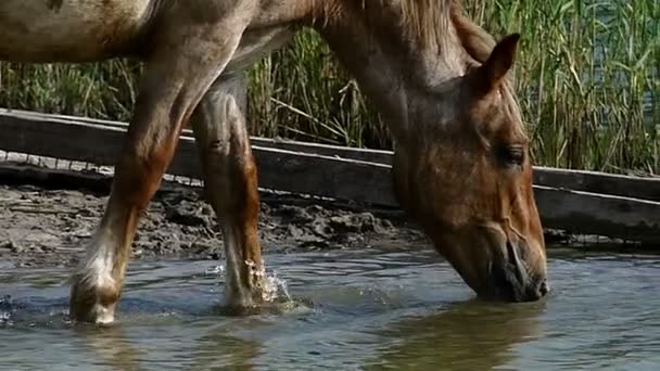 Brown horse drinks water on a lake bank with reed in summer — Stock Video