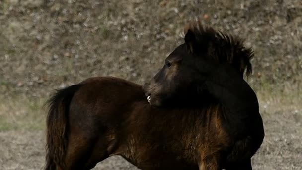 Brown Dzungarian cavalo vira a cabeça no gramado verde em slo-mo — Vídeo de Stock