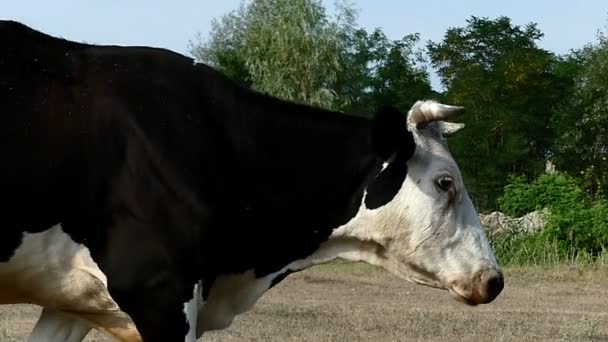 A big multicolored cow walks on a lawn in summer in slo-mo — Stock Footage A big multicolored cow walks on a lawn in summer in slo-mo Video Clip