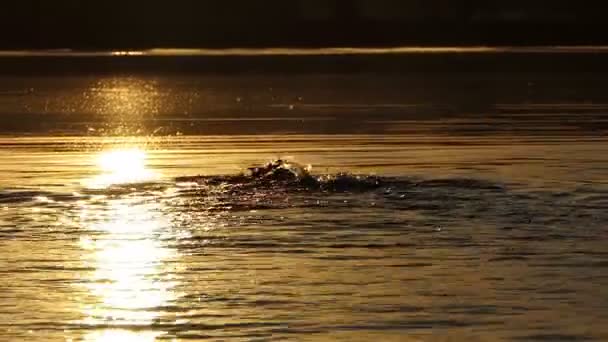 Junger Mann schwimmt bei Sonnenuntergang in Waldsee — Stockvideo