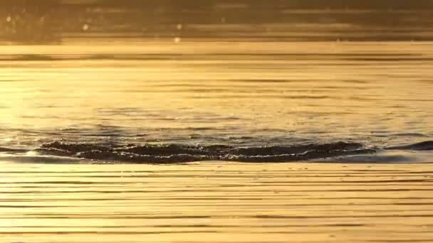 Jovem nada peito em um lago da floresta ao pôr do sol em slo-mo — Vídeo de Stock