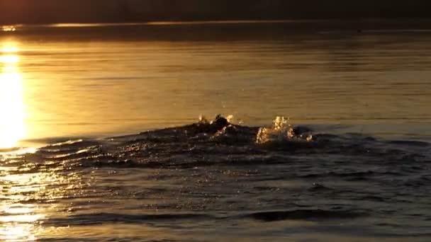Спортсмен плаває на фоні озера під час заходу сонця в шлю-мо — стокове відео