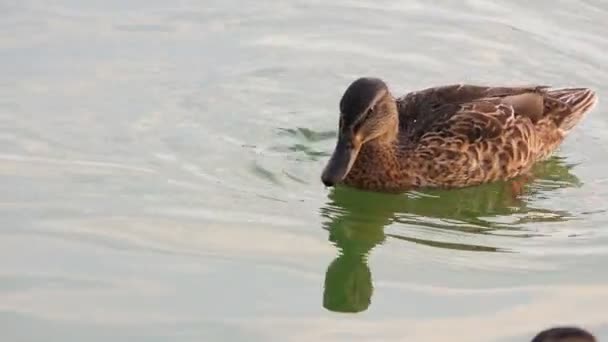 Одна утка плавает и ищет еду в озере — стоковое видео