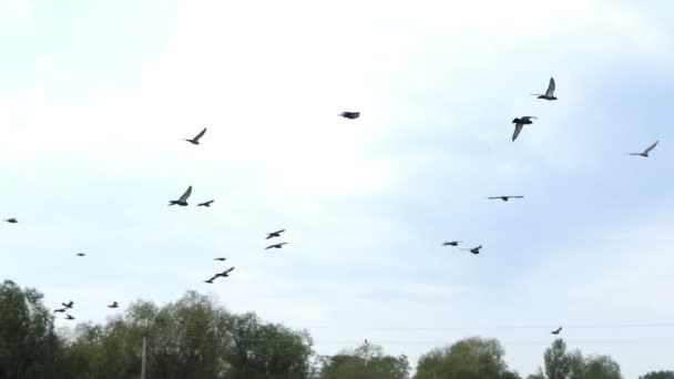 Um bando de pombas está voando sobre um lago no verão — Vídeo de Stock
