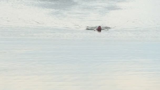Блондинка плаває повзає в лісовому озері влітку в шлю-мо — стокове відео