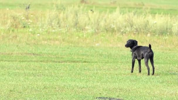 A black mongrel with a dog-collar stands on a lawn — Stock Video