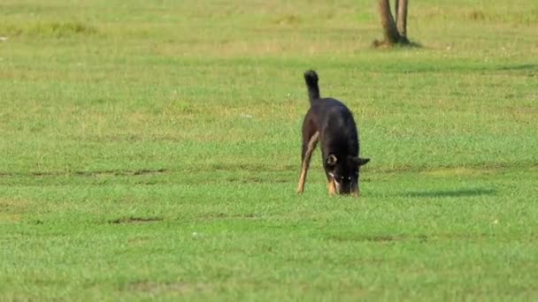 Несколько черных дворняг ищут еду на газоне летом — стоковое видео