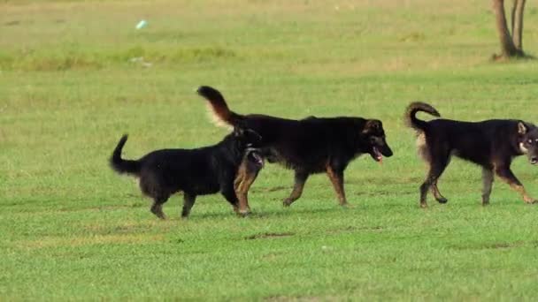 Black mongrels run together on a lawn in summer in slo-mo — Stock Video