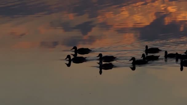 En grupp av brun ankor simma i en sjö vid solnedgången i slo-mo — Stockvideo