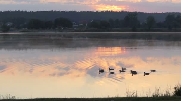 Дюжина чорних качок пливе в озері на заході сонця в шлю-мо — стокове відео