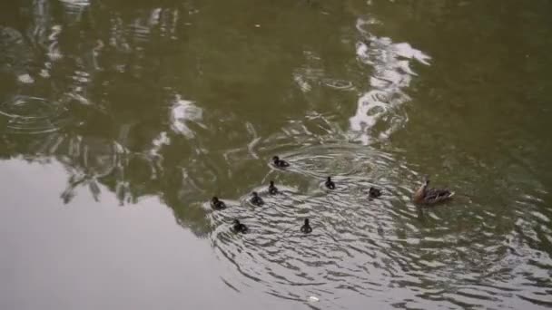 Duck with black ducklings swim in the pond in slow motion — Stock Video