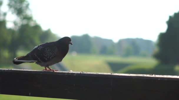 Närbild duva sitter på ett staket handlingen i slow motion. — Stockvideo