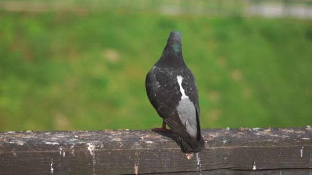 Colombe à gros plan assise sur une clôture avec un fond vert . — Video