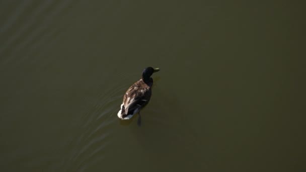 Jedna kachna plave v jezeře a kamera ji bere shora.. — Stock video