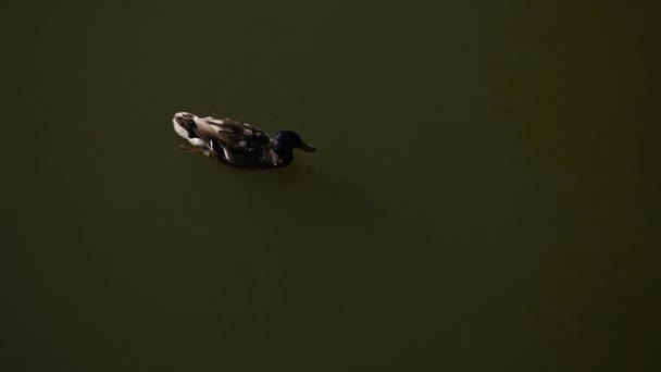 Un'anatra nuota nel lago, e la telecamera la prende dall'alto . — Video Stock