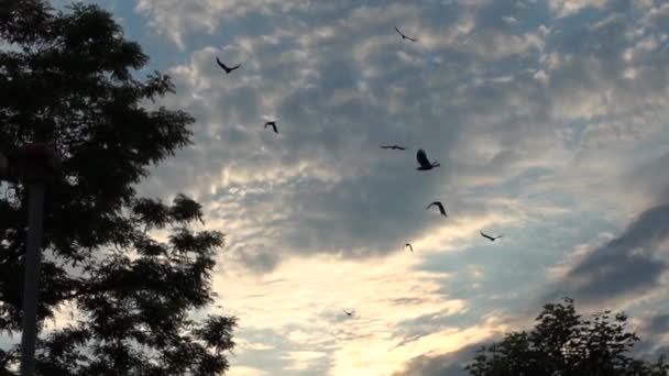 Kråkor flyger mot himlen nära kronan av träd, slow motion. — Stockvideo
