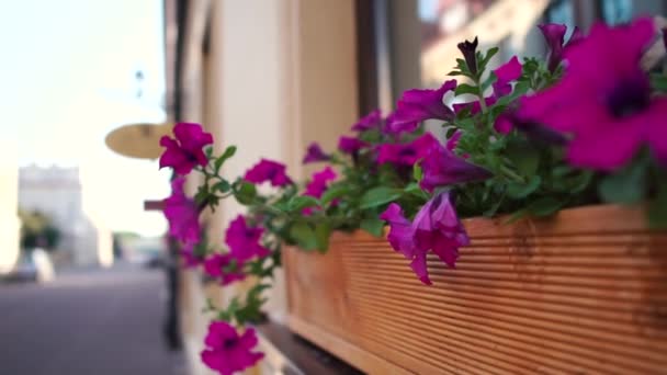 Outside the window are beautiful purple flowers — Stock Video