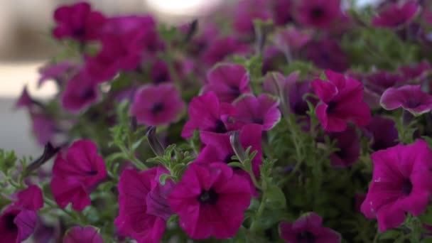 Op straat Buiten het raam staan prachtige paarse bloemen — Stockvideo