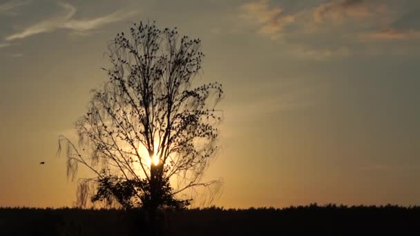 Einsame Baumbestände und viele Vögel darauf - Zeitlupe. — Stockvideo