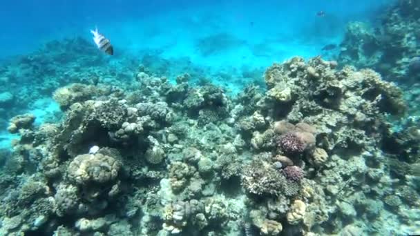 Randig fisk simmar över levande koraller under vattnet i Röda havet i Egypten — Stockvideo