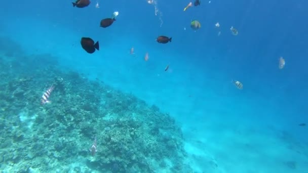 Escola de peixes exóticos nadando sobre corais curvilíneos subaquáticos no Mar Vermelho no Egito — Vídeo de Stock