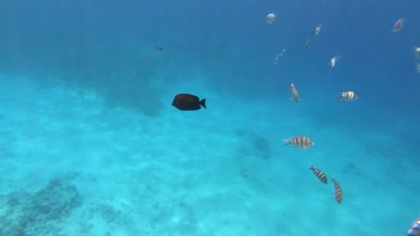 Mnoho exotických ryb plavání přes magické korály pod vodou v Rudém moři v Egyptě — Stock video