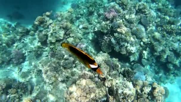 Grandes peixes amarelos e pretos nadando e procurando comida sobre corais tropicais — Vídeo de Stock