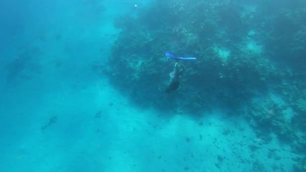 En akvalunger dyker djupt bland exotiska koraller under vattnet i Röda havet — Stockvideo