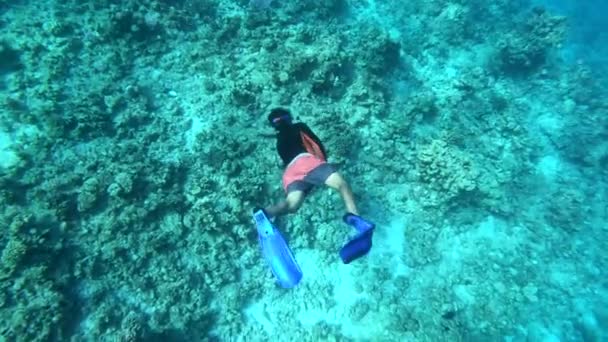 One aqualunger diving deep and seeking sea urchins underwater in the Red Sea — Stock Video