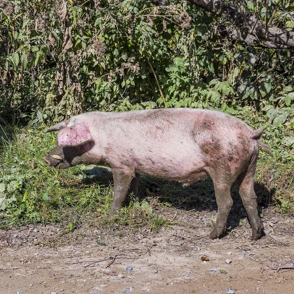 Domestic pig (lat. Sus scrofa domesticus) — Stock Photo, Image