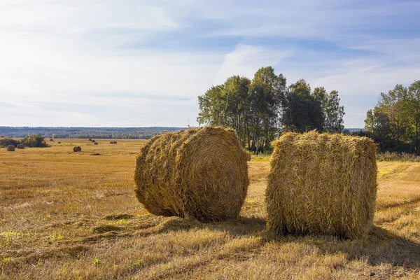 Skörd av hö för husdjursgårdar — Stockfoto