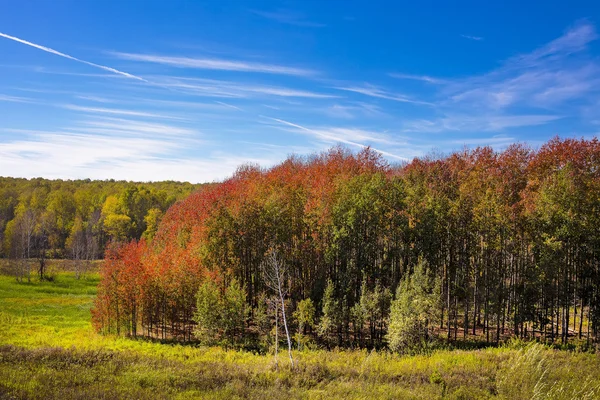 Floresta Com Folhas Vermelhas Outono Novosibirsk Oblast Sibéria Rússia — Fotografia de Stock