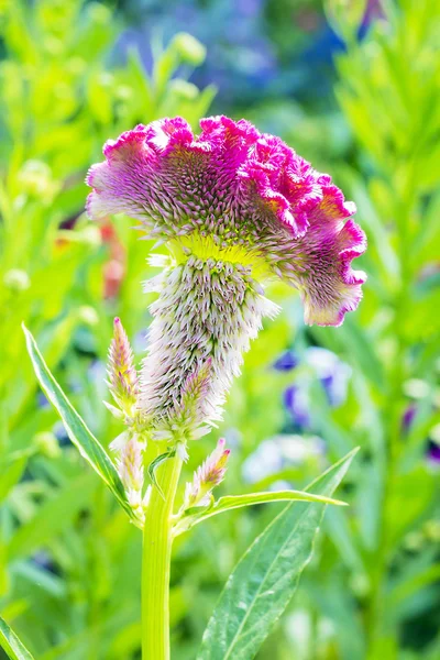 Celosia Silber Oder Petosi Jakobsmuschel Lat Celosia Argentea Einjähriges Kraut — Stockfoto