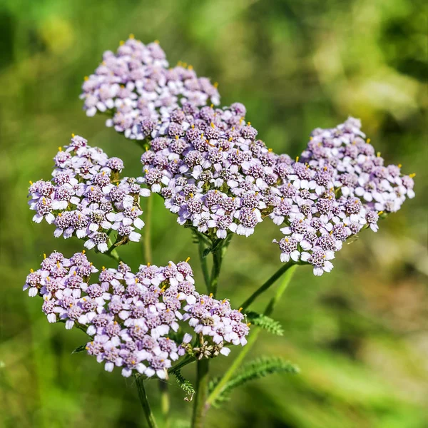 Erva selvagem medicinal Yarrow (Achillea millefolilium  ) — Fotografia de Stock