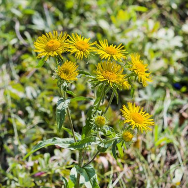 İngiliz elecampane (Latin. Inula Britannica). Sibirya vahşi bitkiler