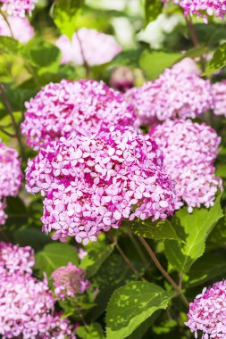 Pembe ortanca ağaç çeşitleri 
