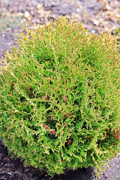 西葫芦 圆形装饰花园灌木 — 图库照片