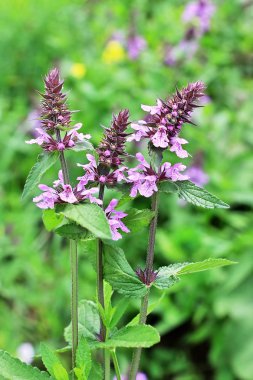 Marsh woundwort (lat. Stachys palustris)