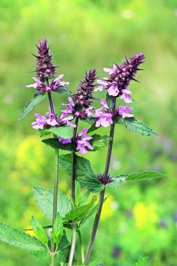 Marsh woundwort (lat. Stachys palustris). Sibirya vahşi şifalı bitkiler