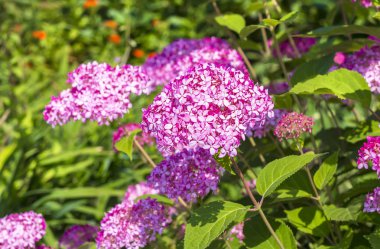 Pembe ortanca ağaç çeşitleri 