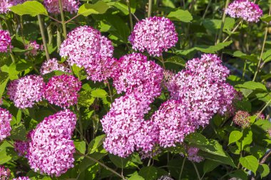 Pembe ortanca ağaç çeşitleri 